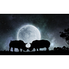 Two rhinos fightning and night landscape at background