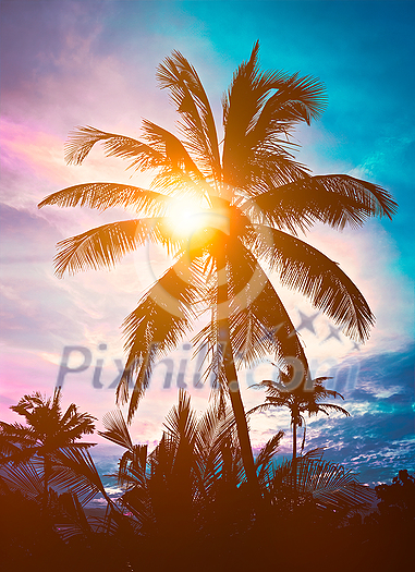 Palm silhouette against sky on sunset Palm silhouette against sky on sunset