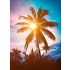 Palm silhouette against sky on sunset