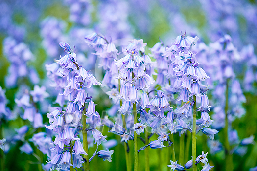 Bule Spanish bluebell (Hyacinthoides hispanica) flowers