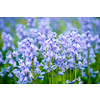 Bule Spanish bluebell (Hyacinthoides hispanica) flowers