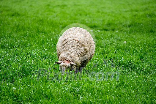 Sheep grazing on green grass meadow