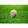 Sheep grazing on green grass meadow