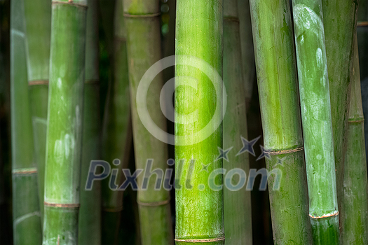 Bamboo close up in bamboo grove. Chengdu, China Bamboo close up in bamboo grove. Chengdu, China