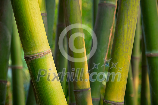Bamboo close up in bamboo grove. China Bamboo close up in bamboo grove. China