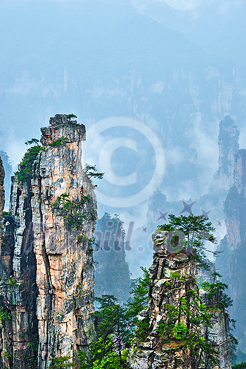 Famous tourist attraction of China - Zhangjiajie stone pillars cliff mountains in fog clouds at Wulingyuan, Hunan, China