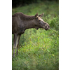 European Moose, Alces alces, also known as the elk