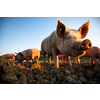 Pigs eating on a meadow in an organic meat farm - wide angle lens shot