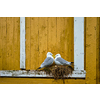 Seagulls couple two birds on nest against yellow wall. Lofoten islands, Norway