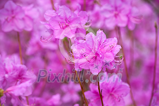 Rhododendron Mucronulatum Korean Rhododendron flower close up. Seoul, South Korea Rhododendron Mucronulatum Korean Rhododendron flower close up. Seoul, South Korea