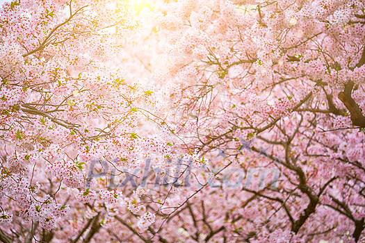 Blooming sakura cherry blossom close up background in spring, South Korea. With sun and lens flare Blooming sakura cherry blossom close up background in spring, South Korea. With sun and lens flare