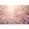 Blooming sakura cherry blossom close up background in spring, South Korea. With sun and lens flare