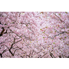 Blooming sakura cherry blossom background in spring, South Korea