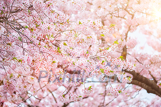 Blooming sakura cherry blossom close up background in spring, South Korea. With sun and lens flare Blooming sakura cherry blossom close up background in spring, South Korea. With sun and lens flare