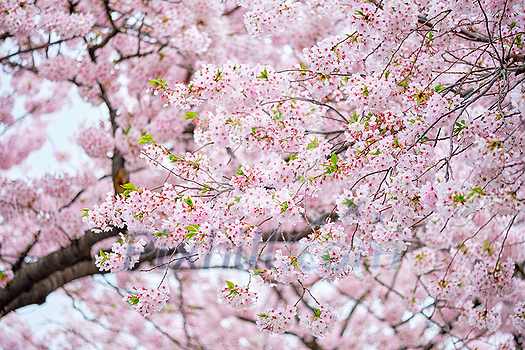 Blooming sakura cherry blossom background in spring, South Korea Blooming sakura cherry blossom background in spring, South Korea