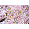 Blooming sakura cherry blossom background in spring, South Korea