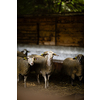 Cute sheep in a stable on a farm