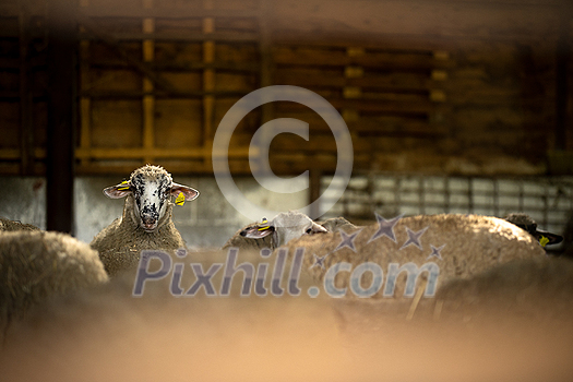 Cute sheep in a stable on a farm Cute sheep in a stable on a farm