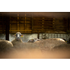 Cute sheep in a stable on a farm