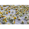 Heap of dried Chamomile flowers for infusion preparation. Camomile flowers being dried for usage during winter.