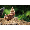 Hen in a farmyard (Gallus gallus domesticus)