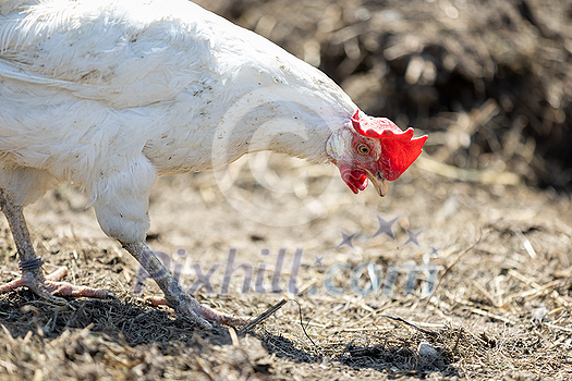 Hen in a farmyard (Gallus gallus domesticus) Hen in a farmyard (Gallus gallus domesticus)