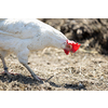Hen in a farmyard (Gallus gallus domesticus)