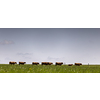 Cows on free grazing. Livestock farm. Cows walking on green grass field on a sunny summer day.