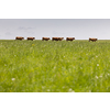 Cows on free grazing. Livestock farm. Cows walking on green grass field on a sunny summer day.