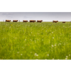 Cows on free grazing. Livestock farm. Cows walking on green grass field on a sunny summer day.