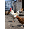 Hen in a farmyard (Gallus gallus domesticus)