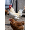 Hen in a farmyard (Gallus gallus domesticus)