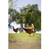 Hen in a farmyard (Gallus gallus domesticus)