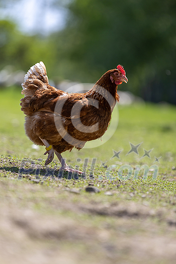 Hen in a farmyard (Gallus gallus domesticus)