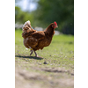 Hen in a farmyard (Gallus gallus domesticus)