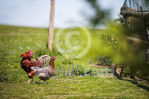 Hen in a farmyard (Gallus gallus domesticus)