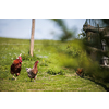 Hen in a farmyard (Gallus gallus domesticus)