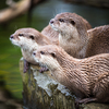 An oriental small-clawed otter / Aonyx cinerea / Asian small-clawed otter