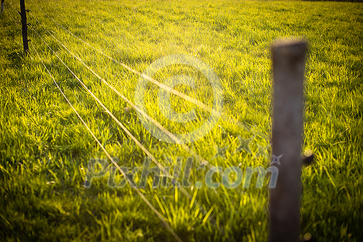 Electric fence around a pasture with animals grazing on fresh pasture grass Electric fence around a pasture with animals grazing on fresh pasture grass