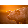 Pigs eating on a meadow in an organic meat farm