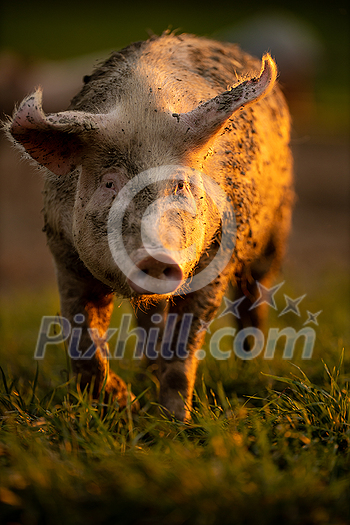 Pigs eating on a meadow in an organic meat farm Pigs eating on a meadow in an organic meat farm