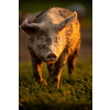 Pigs eating on a meadow in an organic meat farm