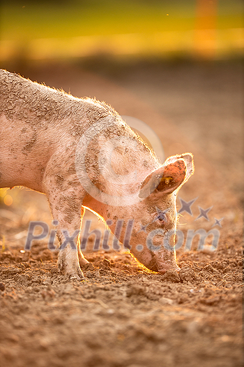 Pigs eating on a meadow in an organic meat farm Pigs eating on a meadow in an organic meat farm