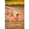 Pigs eating on a meadow in an organic meat farm
