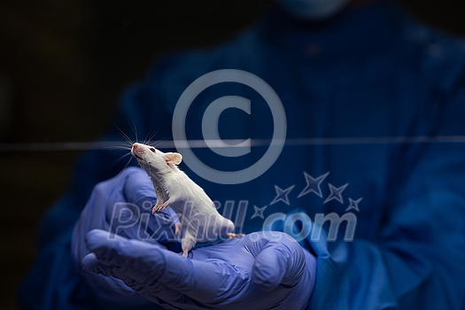 Scientist holding a lab mouse, evaluating her condition prior to running some tests and inoculation the animal with a virus Scientist holding a lab mouse, evaluating her condition prior to running some tests and inoculation the animal with a virus