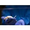 Scientist holding a lab mouse, evaluating her condition prior to running some tests and inoculation the animal with a virus
