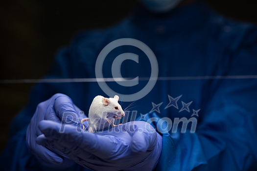 Scientist holding a lab mouse, evaluating her condition prior to running some tests and inoculation the animal with a virus Scientist holding a lab mouse, evaluating her condition prior to running some tests and inoculation the animal with a virus