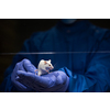 Scientist holding a lab mouse, evaluating her condition prior to running some tests and inoculation the animal with a virus