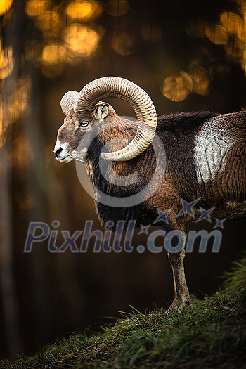 Big Mufflon Buck, standing on rocks, watching