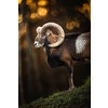 Big Mufflon Buck, standing on rocks, watching